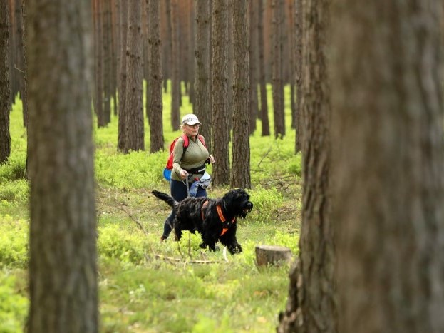 Read more about the article Puchar Polski w Dogtrekkingu 2025